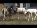 Gentling "orphan" nurse foals with Reach Out to Horses training methodologies