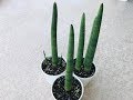 Repotting Sansevieria Cylindrica