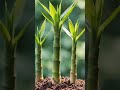 Shooting Bamboo