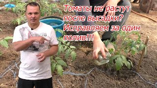 Томаты после высадки быстро тронутся в рост. Просто и дёшево!