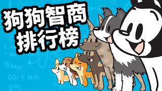 狗與鹿｜狗狗智商排名TOP100｜你喜歡的狗狗排第幾名？第72名絕對讓你傻眼！