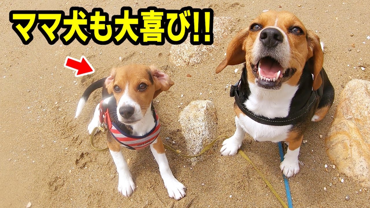 ママ犬も大喜びする出来事が子犬みかんさんに起きましたw Youtube