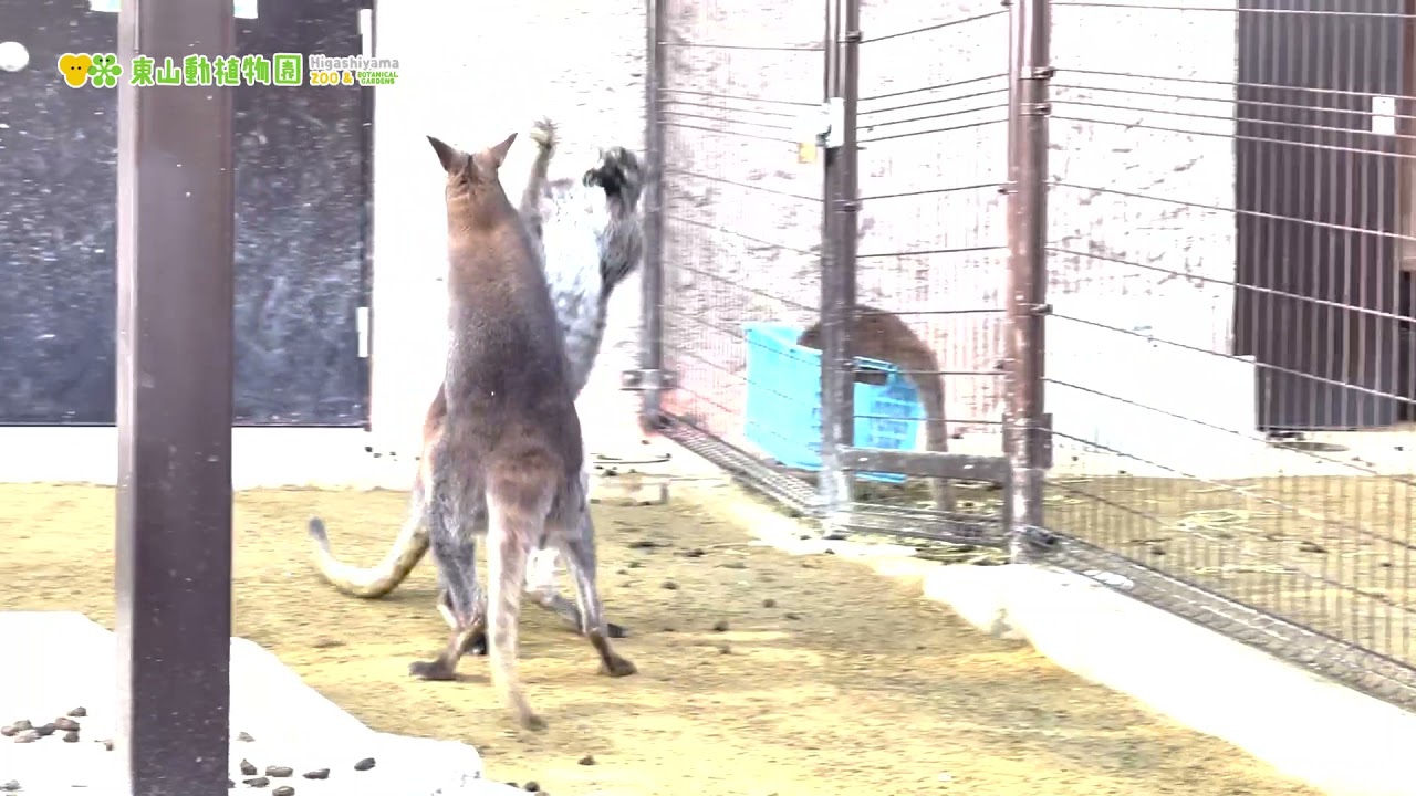 東山動植物園公式 ワラビーもめてます ベネットアカクビワラビー ワラビー Youtube