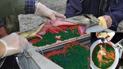 Process Artificial Insemination Salmon Eggs at Factory - Harvesting and processing Fish Eggs Machine