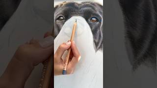 Drawing a Black Labrador in Coloured Pencils #realisticdrawing #colouredpencil #drawings #realism
