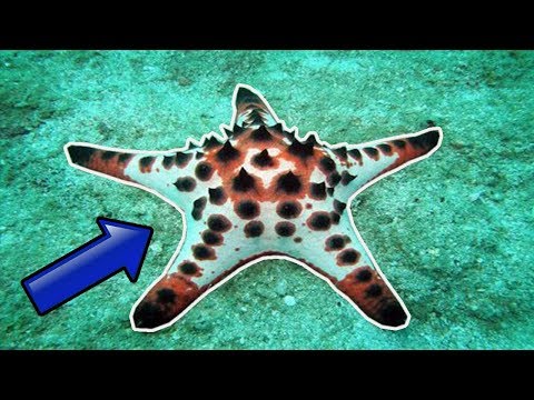 Video: Ensalada De Estrella De Mar