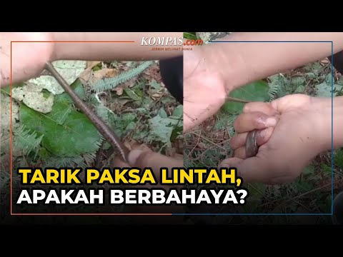 Viral Video Tarik Paksa Lintah yang Tengah Mengisap Darah, Ini Kata Peneliti