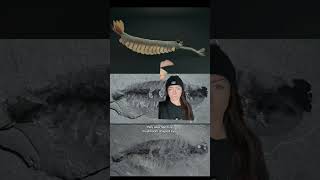 just a weird dude #extinctanimals  #prehistoric  #weirdanimals  #cambrian  #themoreyouknow