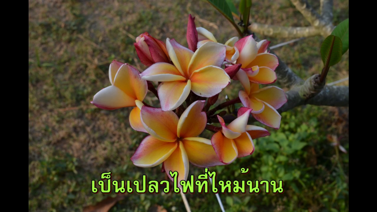 ดอกไม้ในสวน - ดอกไม้ให้คุณ (City Chorus)