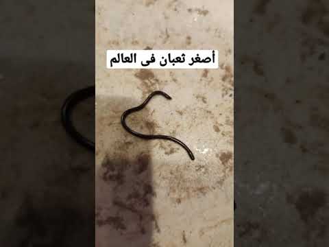 أصغر ثعبان فى العالم