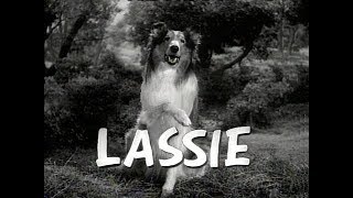 What Lassie Was Really Thinking