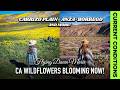 350: California Wildflowers Blooming Now! **Current Conditions** Feb 1-5 (Anza, Carrizo & More!)