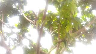 Panen Buah Sukun