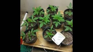 400 watt growing from seed indoor weed grow