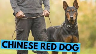 Chinese Red Dog  Laizhou Hong  TOP 10 Interesting Facts