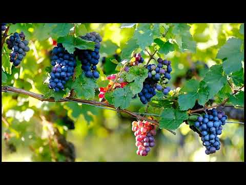 Video: Sulfur Koloid Untuk Anggur: Arahan Penggunaan. Pemprosesan Anggur Pada Bulan Ogos Dan Tempoh Menunggu Selepas Penyemburan. Bagaimana Mencairkan Sulfur? Dos Penyelesaian