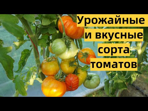 Видео: Салат югославский красный Информация: как сажать семена югославского красного салата