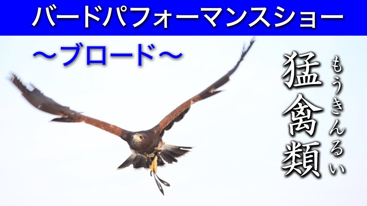バードパフォーマンスショー〜ブロード〜】頭上スレスレの