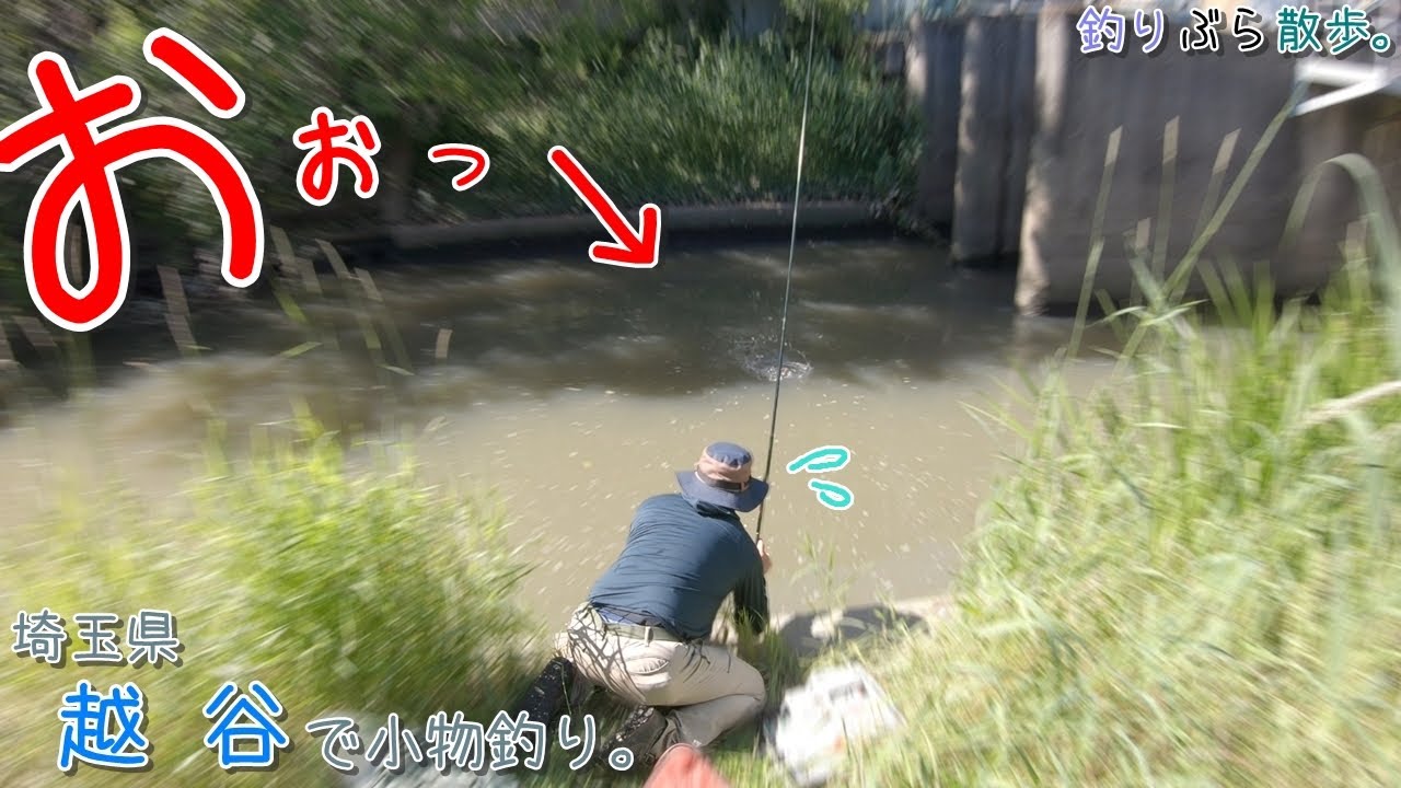 想定外の大物連発の水路！！ ドキドキですー！ 埼玉県 越谷で小物釣り。