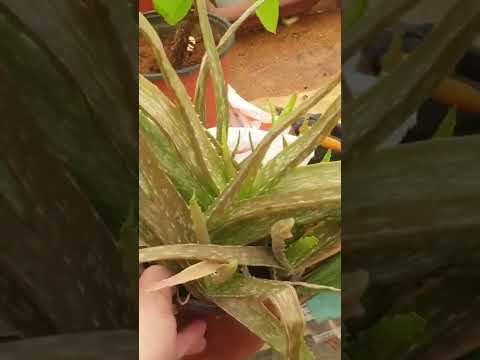 ابعدوا الألوفيراعن الشمس تحتاج لإضاءة وليس اشعة مباشرة شاهدوا الفيديو زيارة المشتل على القناة زريعة