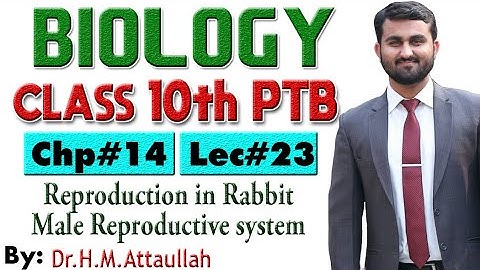 Male reproductive system of rabbit  | Chapter # 14 | Biology Class 10th | Lec# 23