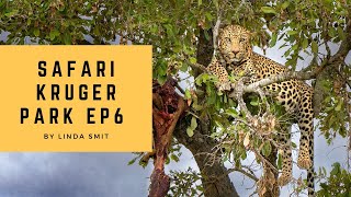 Searching for leopards | Wildlife photography in Kruger Park, South Africa - Ep.6