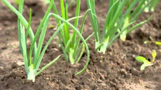 Agroleaf Power Agroleaf Power