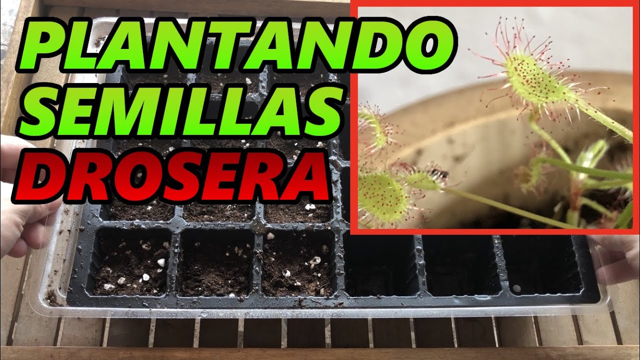 PLANTANDO SEMILLAS DE DROSERA