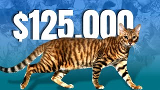 MOST EXPENSIVE Cat Video. CHECK THIS OUT!  What makes the Ashera so special? All about this breed. by Most Expensive Worldwide 717 views 1 year ago 8 minutes, 14 seconds