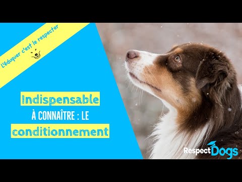 Vidéo: Les poinsettias sont-ils vraiment mortels pour les chiens?