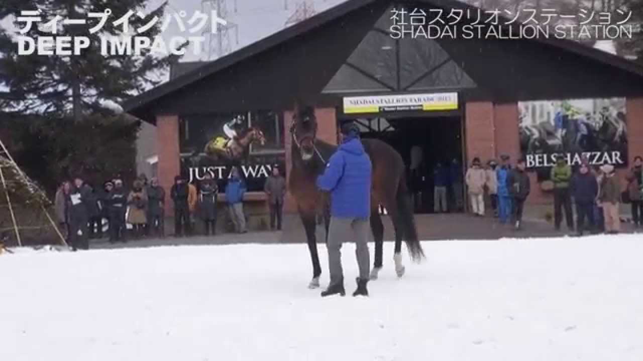 ディープインパクト(Deep Impact)-社台スタリオンパレード2015 - YouTube