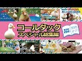 ★【総集編】必見！日本一のコールダック飼育繁殖貴重情報　飼育技師による解説、テクニック満載 @ZOOTIMEch