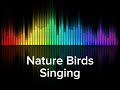 Nature Birds Singing