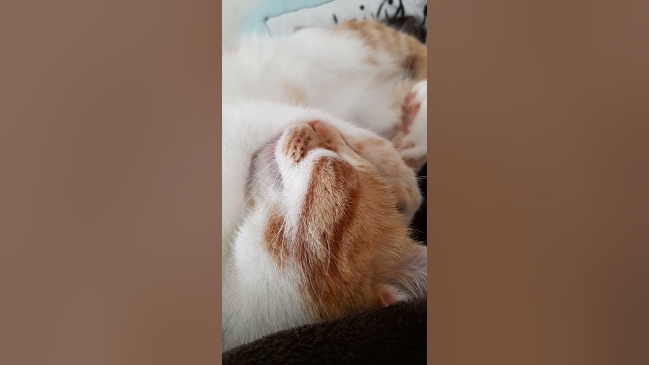 cats hate each other YouTube