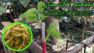 طريقة تطعيم التوت العسلي بالقلم
How to grafting white Mulberries