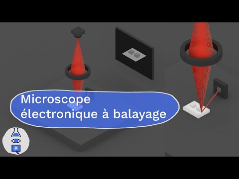 Microscope electronique à balayage Microscope electronique à balayage