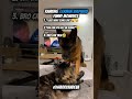 Top 3 German shepherd Funny Moments😍🤣 #funny #germanshepherd #shorts