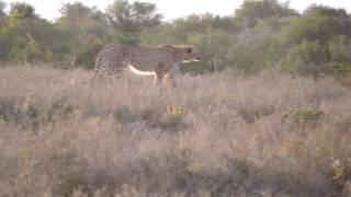 4 Cheetah hunting Waterbuck and Impala (Wait for the chase)