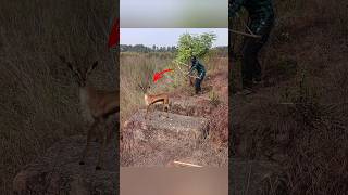 Дыхание леса 🎯#охота #олень #охотанаоленя #deerhunting #hunting #hunter #wildlife #nature #forest #r