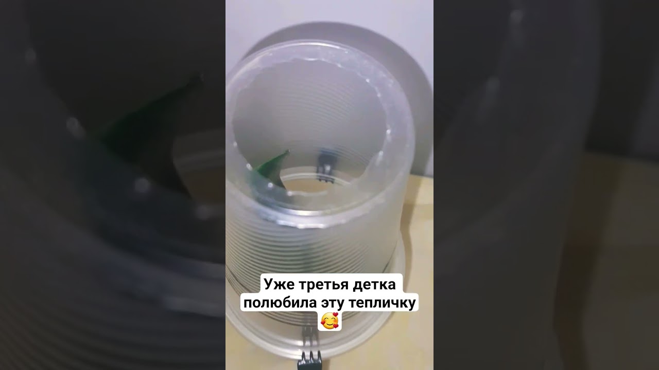 детка орхидеи в тепличке