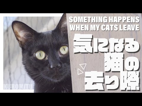 気になる猫の去り際