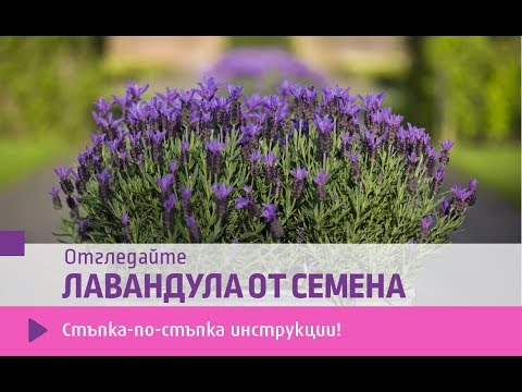 Лавандула от семена