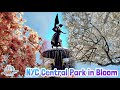 Cherry Blossoms Peak Bloom in Central Park