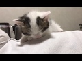 寝ている息子の上で寝ようとする子猫