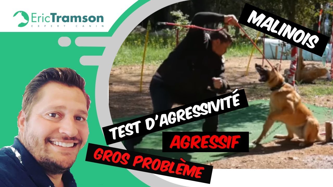 # 18 des tendances EDUCATEUR CANIN PARIS/ CHIEN AGRESSIF/ERIC TRAMSON/DRESSAGE CHIEN - YouTube