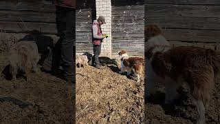 Яндекс обманул моих коров, но я рад) #животные #ферма #cow #cowboys #farmlife