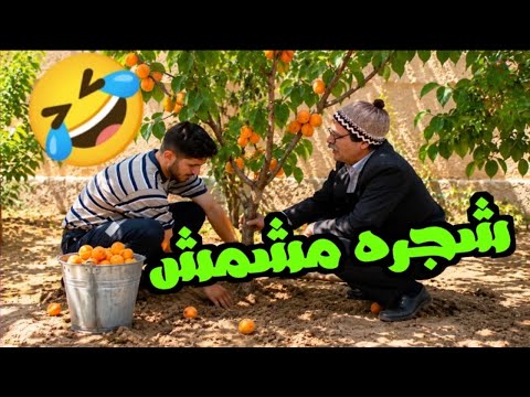 ‏من أحلى حلقات مرايا_  زرع شجرة تحت البناية مشان ياكل منها مشمش 😂😂