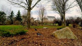 Harika Bir Manzara Da Kuşlar