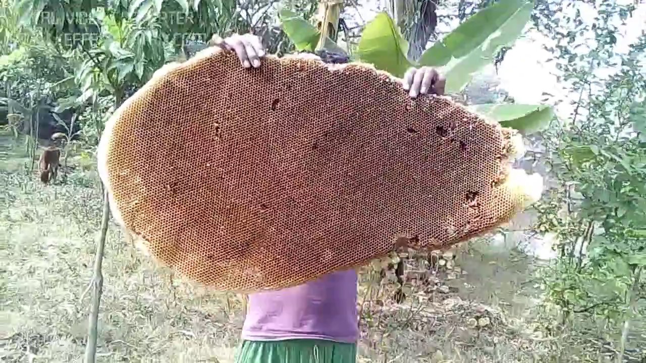 Download Amazing children collect big Honey mouchak in my village