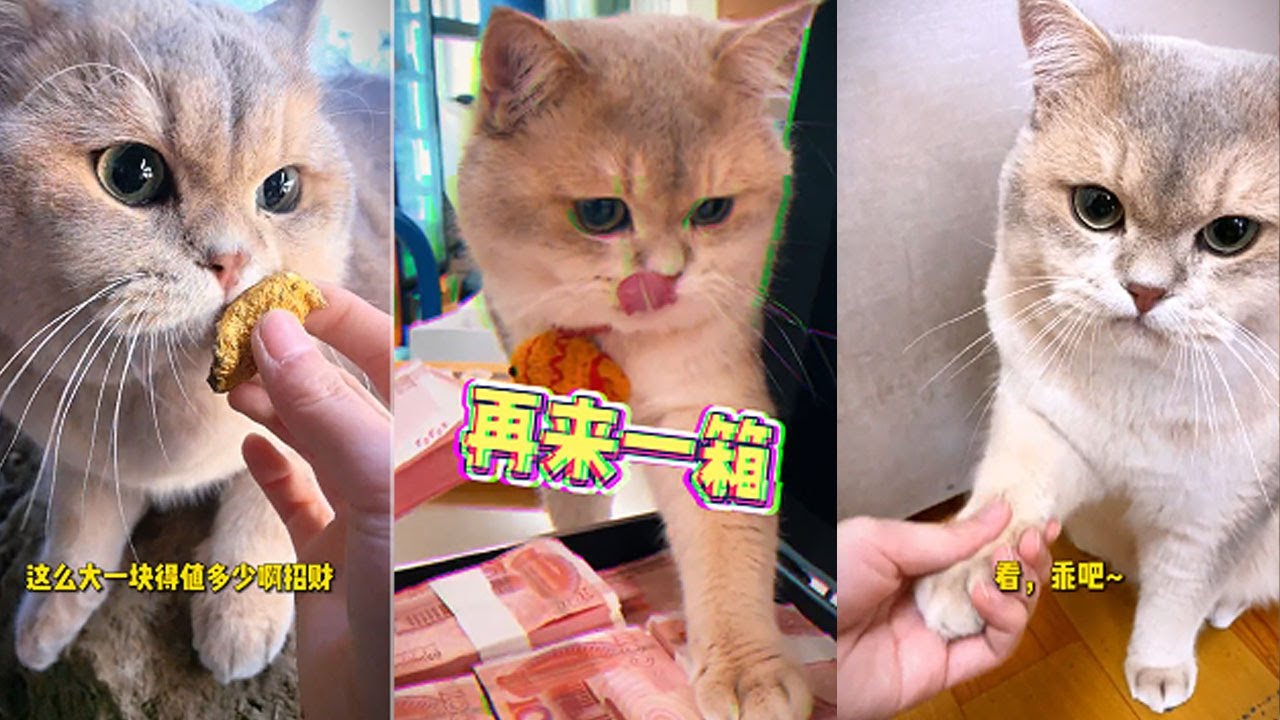 原來書中自有黃金屋是真的，真的是學到了#cat #萌寵 #cute #寵物 #funny #pets #lucky